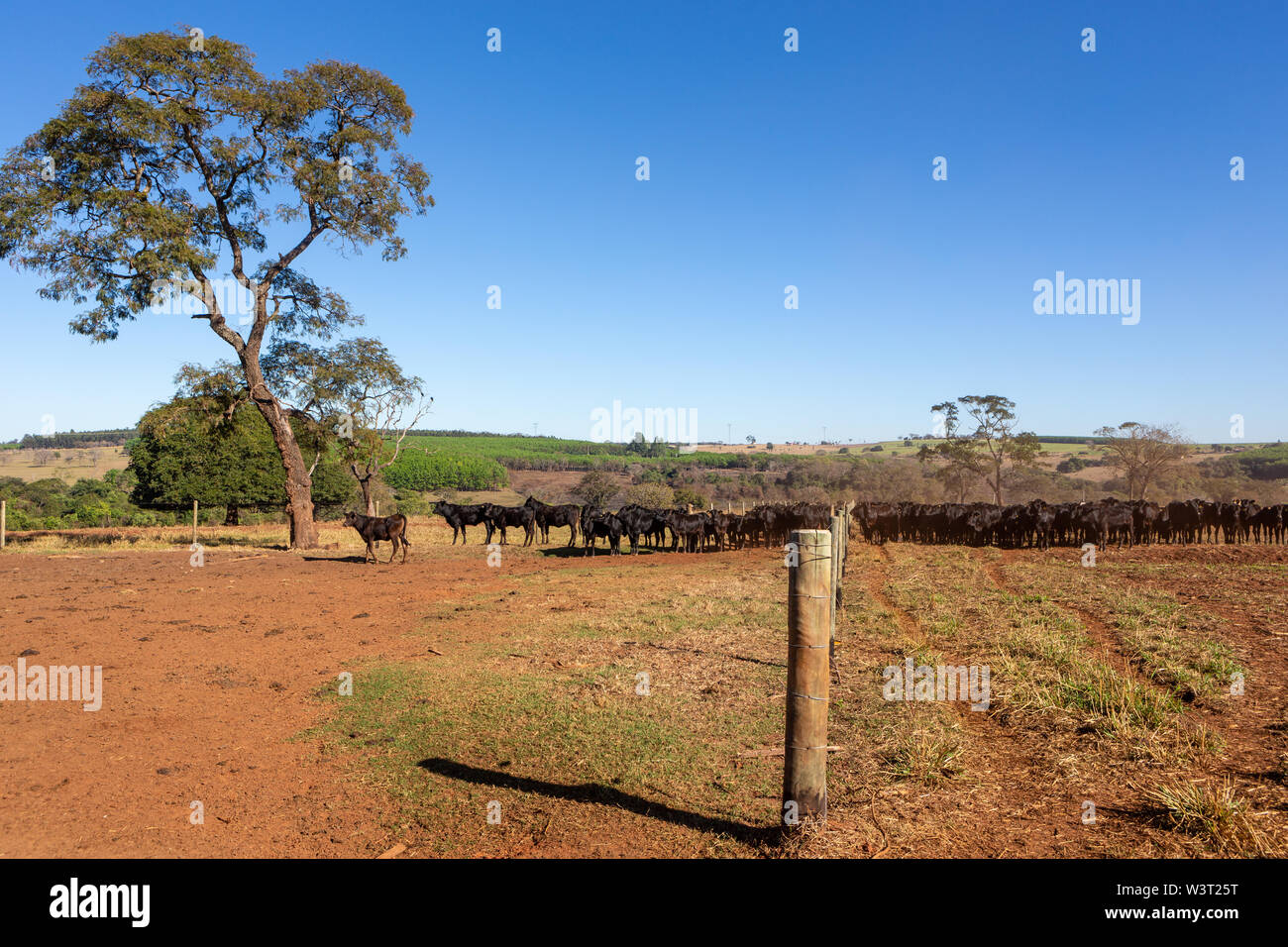 Vieh Angus und Wagyu auf dem Hof Weide mit Bäumen im Hintergrund auf schönen Sommertag. Stockfoto