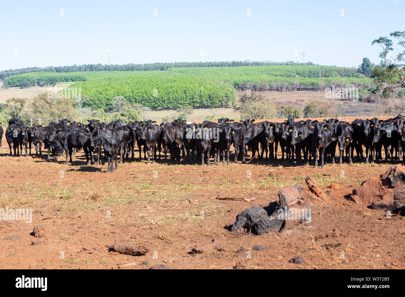 Vieh Angus und Wagyu auf dem Hof Weide mit Pflügen im Hintergrund auf schönen Sommertag. Brasilien ist einer der größten Fleisch Exporteure. Stockfoto