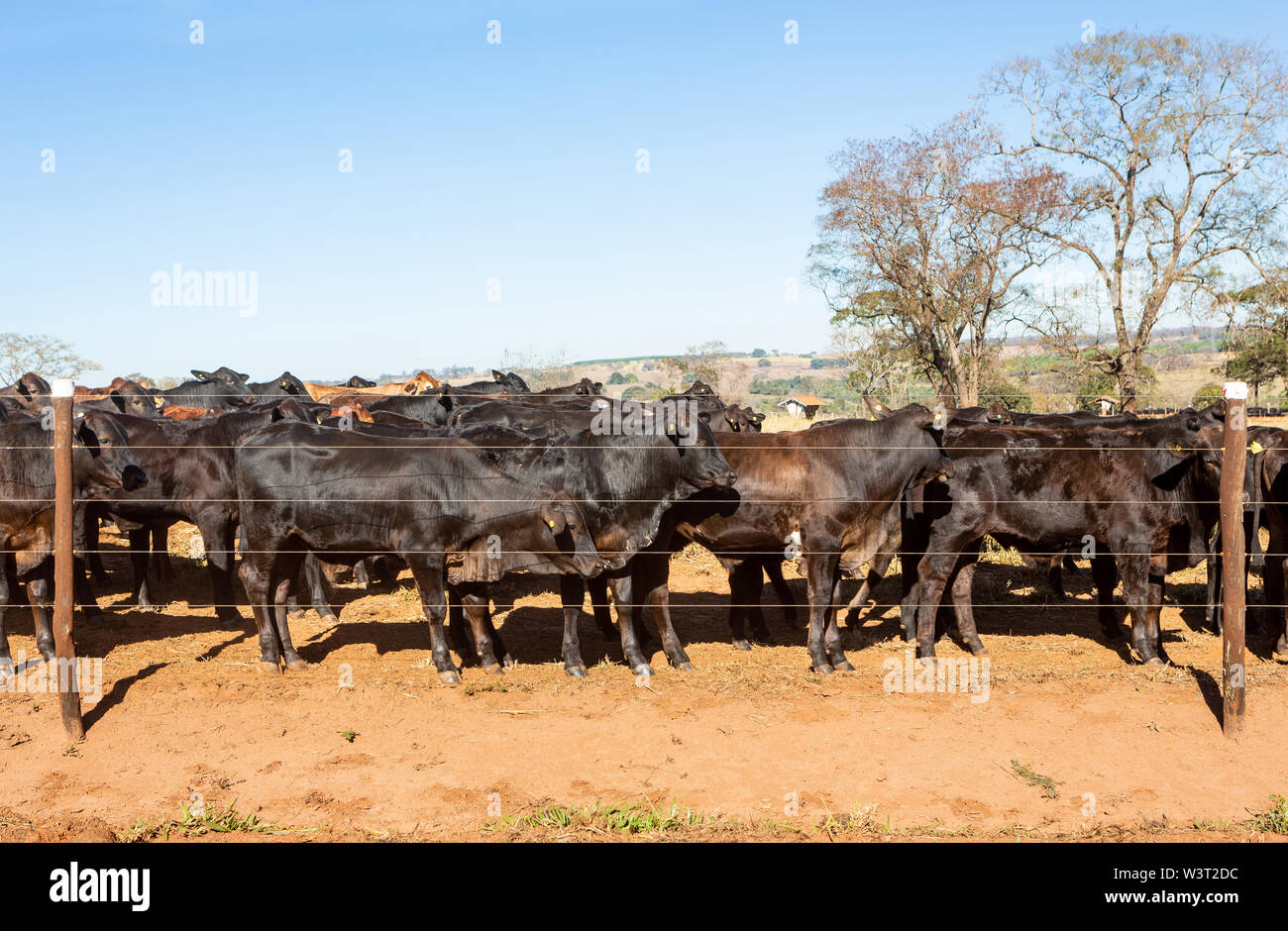 Vieh Angus und Wagyu auf dem Hof Weide mit Bäumen im Hintergrund auf schönen Sommertag. Stockfoto