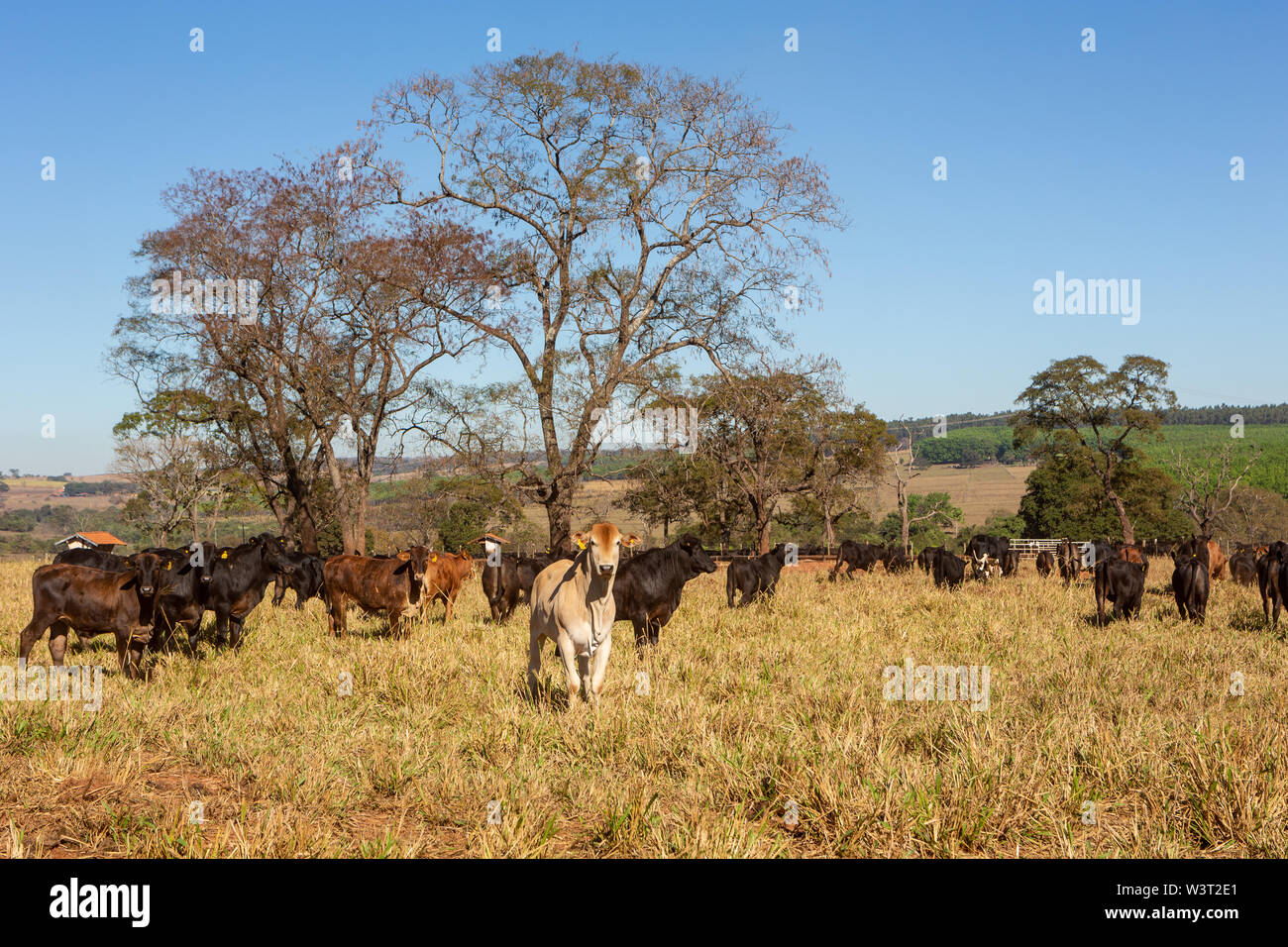 Vieh Angus und Wagyu auf dem Hof Weide mit Bäumen im Hintergrund auf schönen Sommertag. Stockfoto