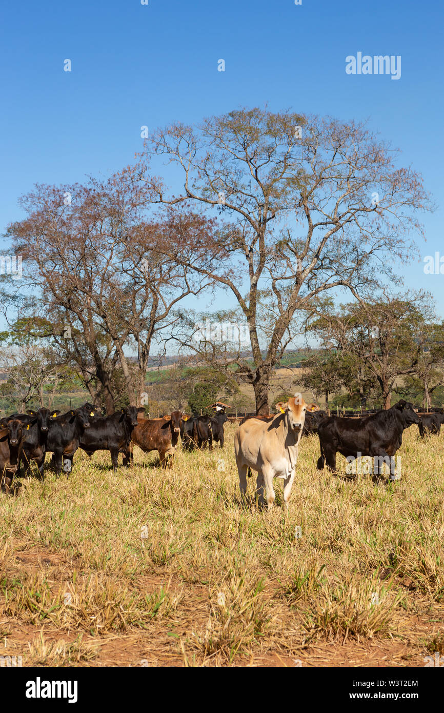 Vieh Angus und Wagyu auf dem Hof Weide mit Bäumen im Hintergrund auf schönen Sommertag. Brasilien ist einer der größten Fleisch Exporteure. Stockfoto