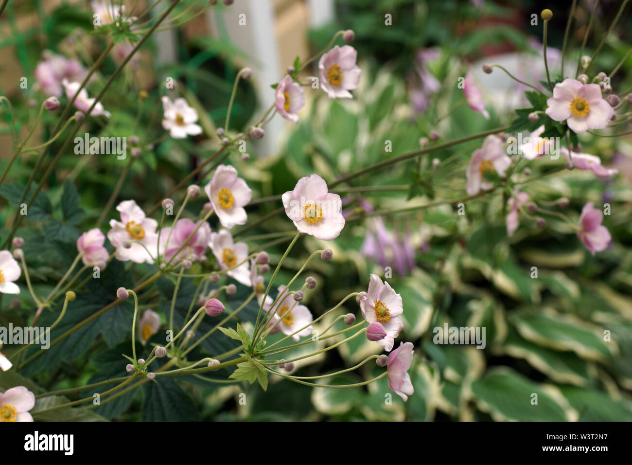 Blühende Anemone hupehensis Pflanzen mit rosa Blüten im Sommer im Garten. Chinesische oder japanische Anemone Anemone, thimbleweed oder Cuneata Stockfoto