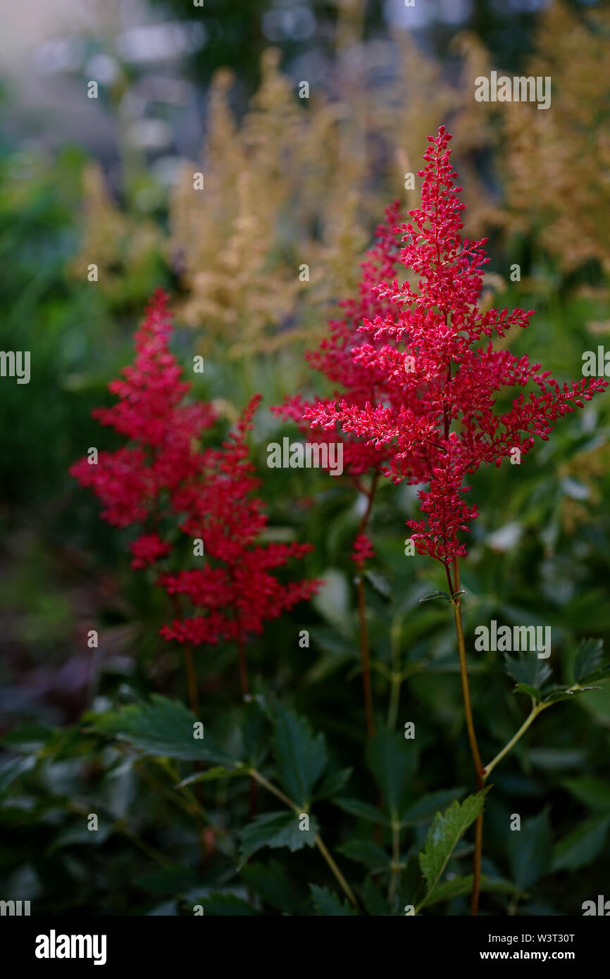 Red's false Ziege Bart im Garten Stockfoto