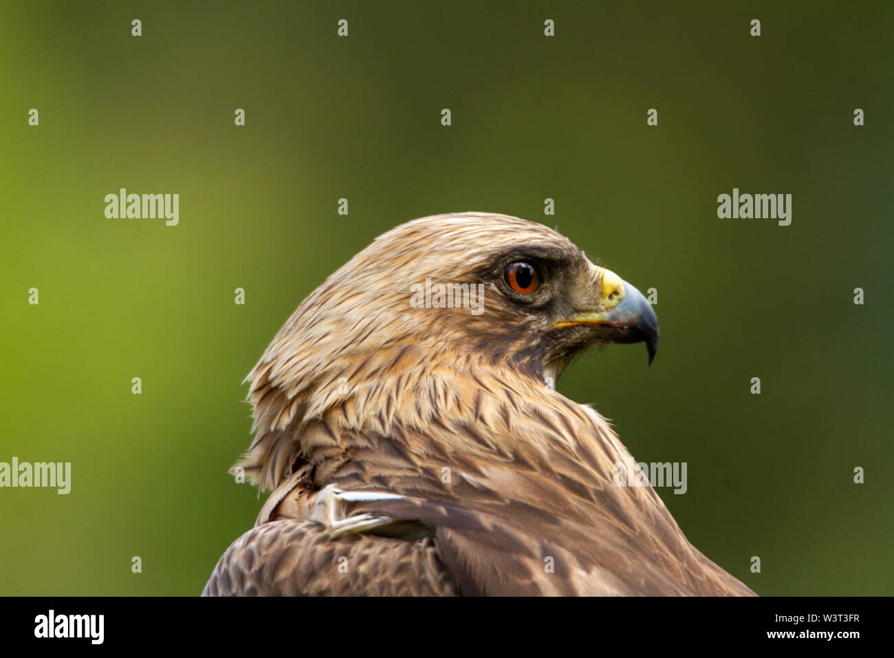 Zwergadler Hieraaetus pennatus in der Natur, Spanien Stockfoto