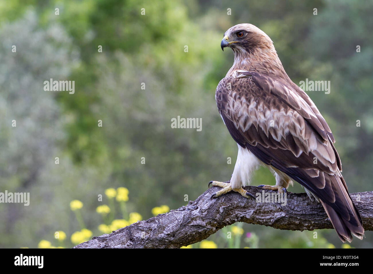 Zwergadler Hieraaetus pennatus in der Natur, Spanien Stockfoto