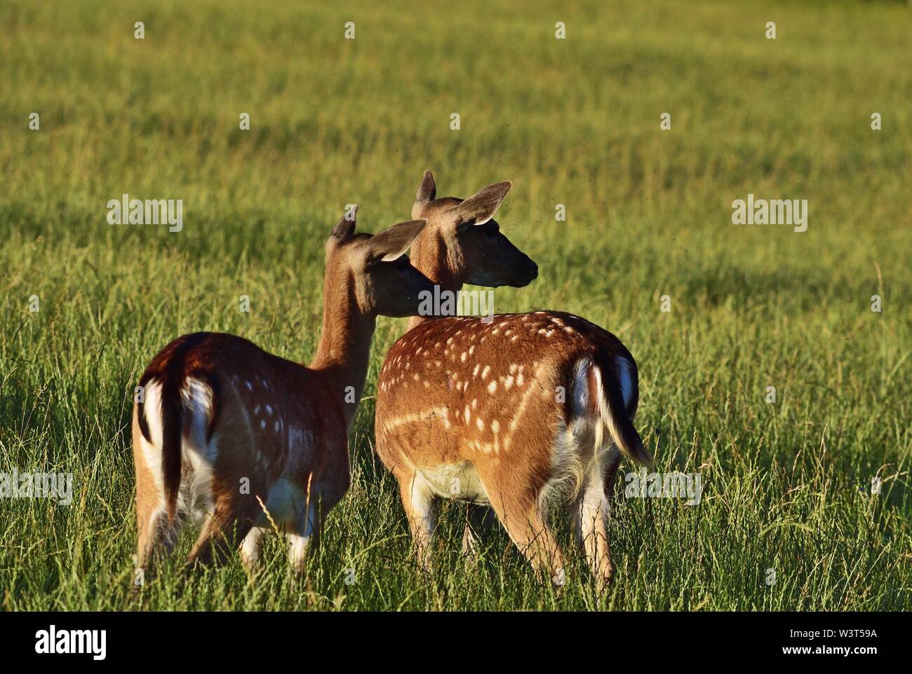 Damhirsch im Abendlicht Dama Dama Stockfoto