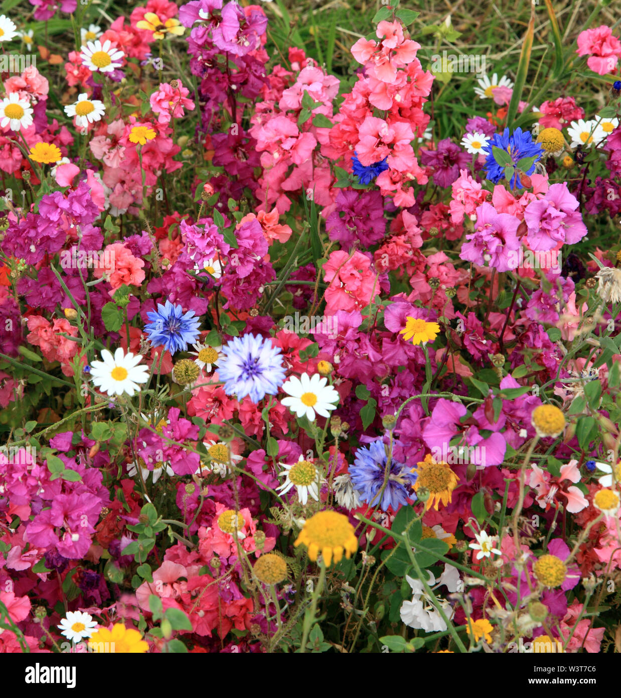 Wilde Blumen, Garten, Grenze, wildflower planting, bunt, Straßenrand, Hunstanton in voller Blüte, Norfolk, England Stockfoto