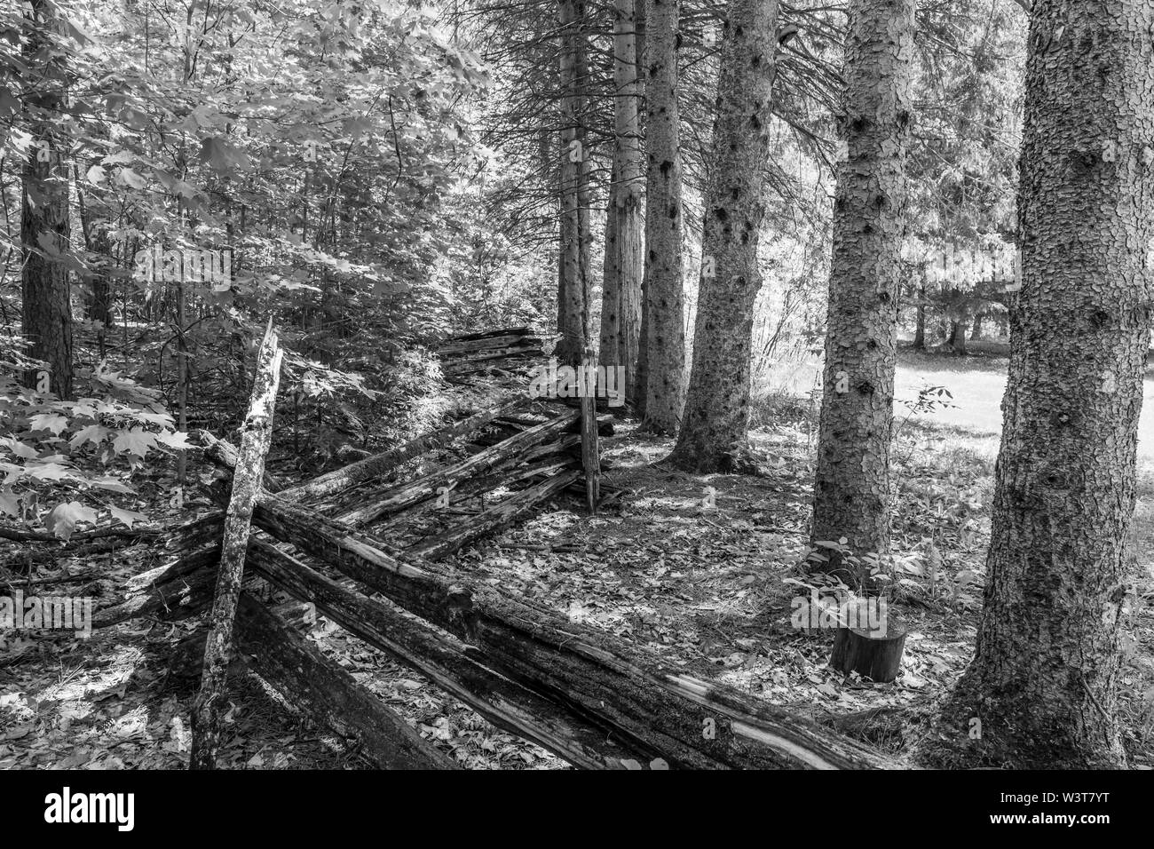 Sommerszene im Freien mit Wald, grünen Bäumen an einem sonnigen Sommertag Stockfoto