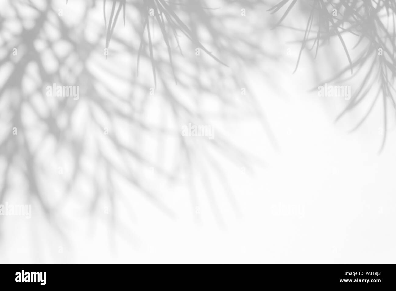 Graue Schatten des tdelicate dünnen Blättern auf eine weiße Wand. Abstrakten neutralen Charakter Konzept Hintergrund. Platz für Text. Stockfoto