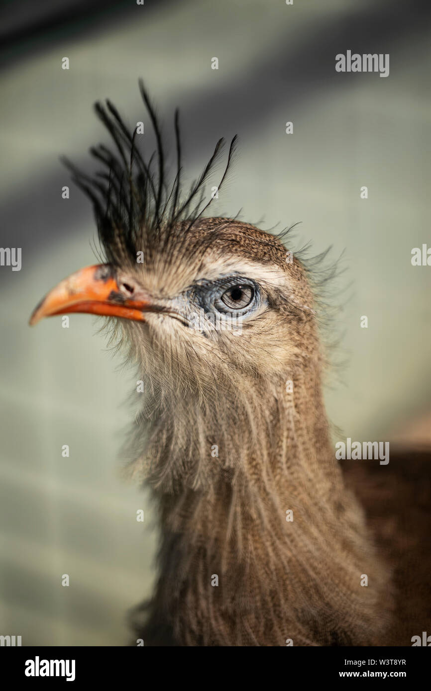 Ein Porträt eines rotbeinigen Seriema (Cariama cristata), auch bekannt als die Haubenkariama und Haubenkariama, stammt aus südamerikanischen Grasland. Stockfoto