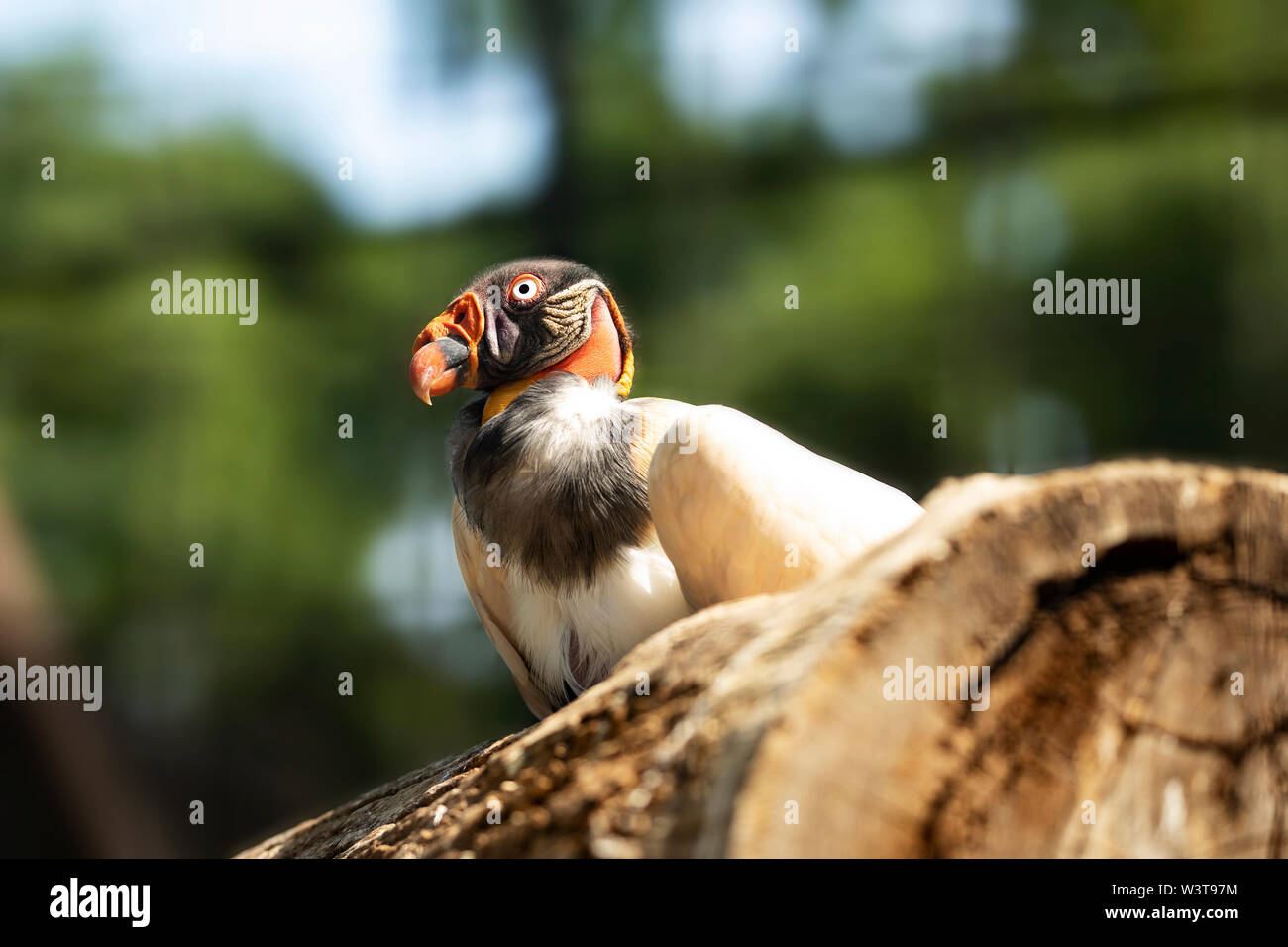 Der Königsgeier (Sarcoramphus Papa) ist ein großer Vogel in der Familie Cathartidae in tropischen Tieflandwäldern in Mexiko und Mittel- und Südamerika gefunden. Stockfoto