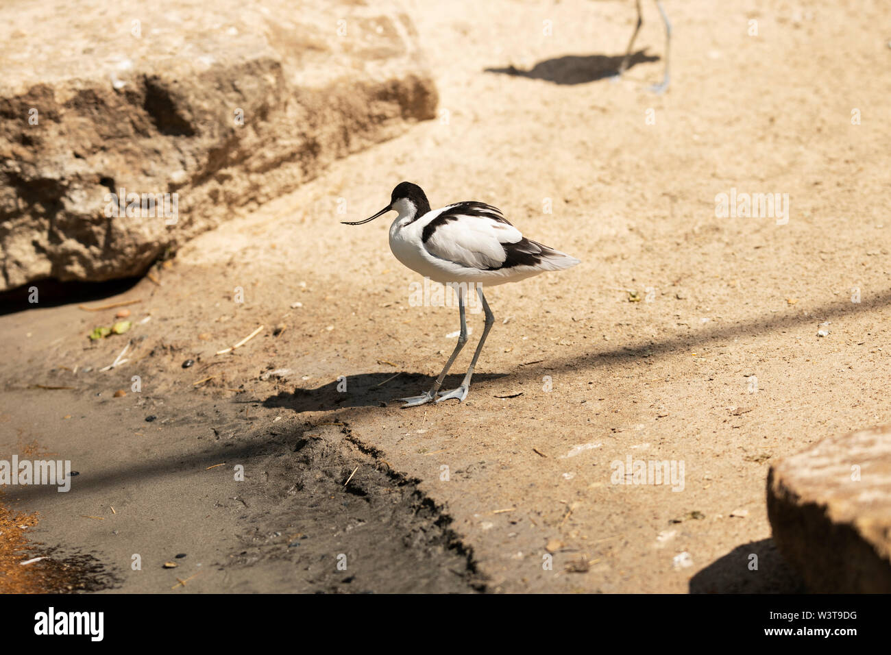 Eine Pied Avocet (Recurvirostra avosetta), ein großer schwarz-weißer Watvogel in der Avocet- und Stelzenfamilie, Recurvirostridae, eine Zugvogelart. Stockfoto