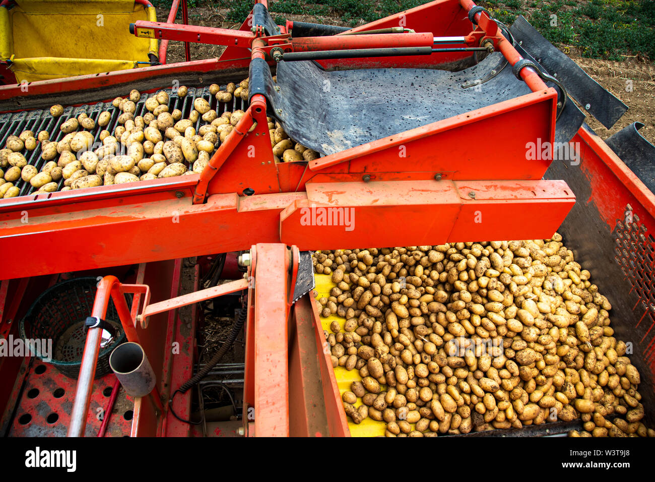 Kartoffelernte in der Nähe von Ehekirchen, Deutschland Stockfoto
