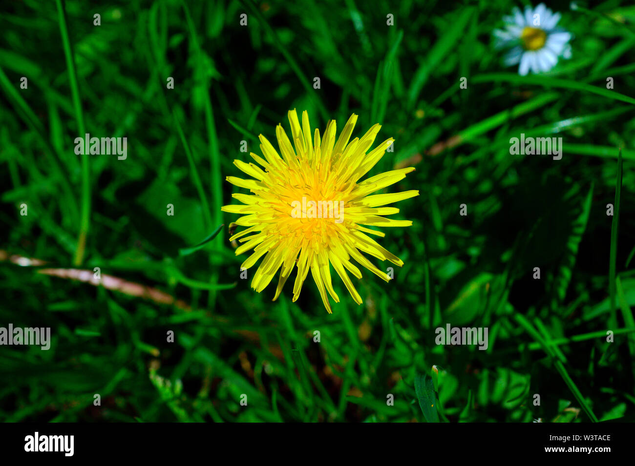 Löwenzahn. (Mich ABHOLEN UND WIR DAS BETT!). Stockfoto