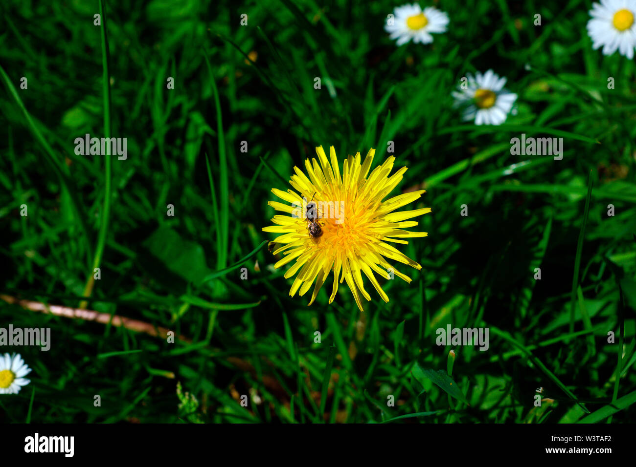 Löwenzahn. (Mich ABHOLEN UND WIR DAS BETT!). Stockfoto