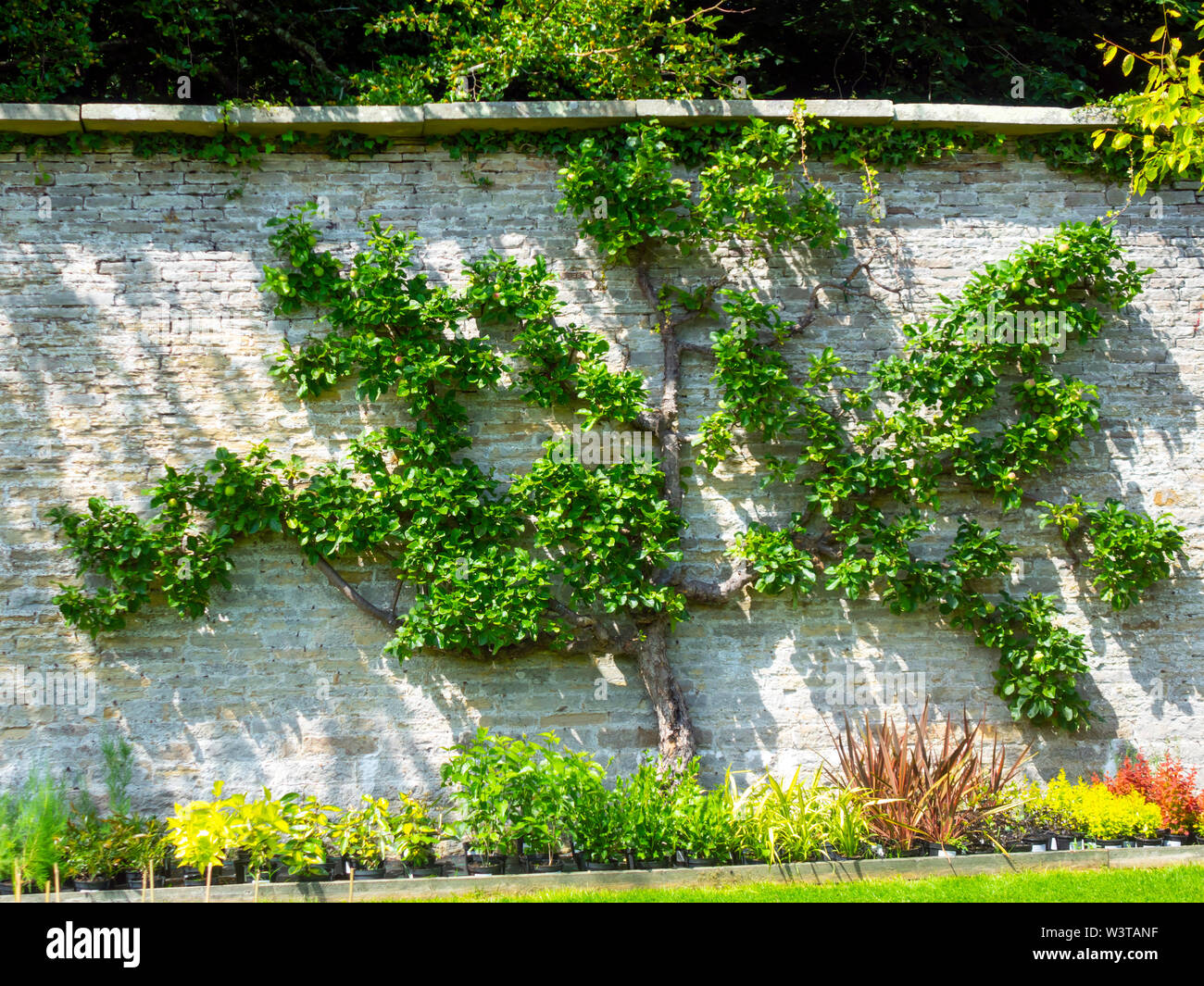 Ein Apfelbaum auf einer steinernen Wand an, das in der ummauerten Garten im Eggleston Durham England Spalier Stockfoto