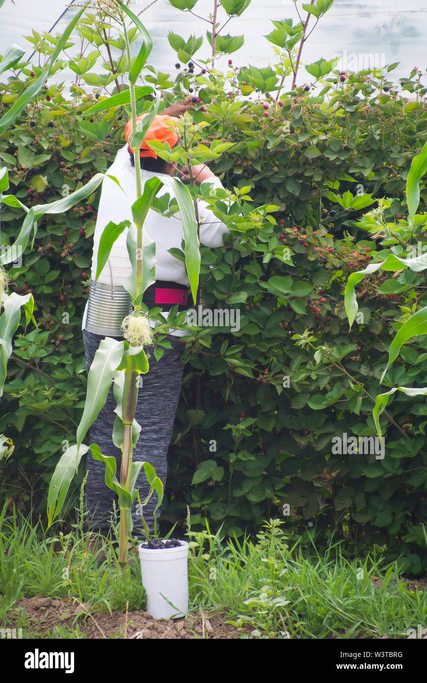 Saisonarbeiter, Die Beeren Erntearbeiten Stockfoto