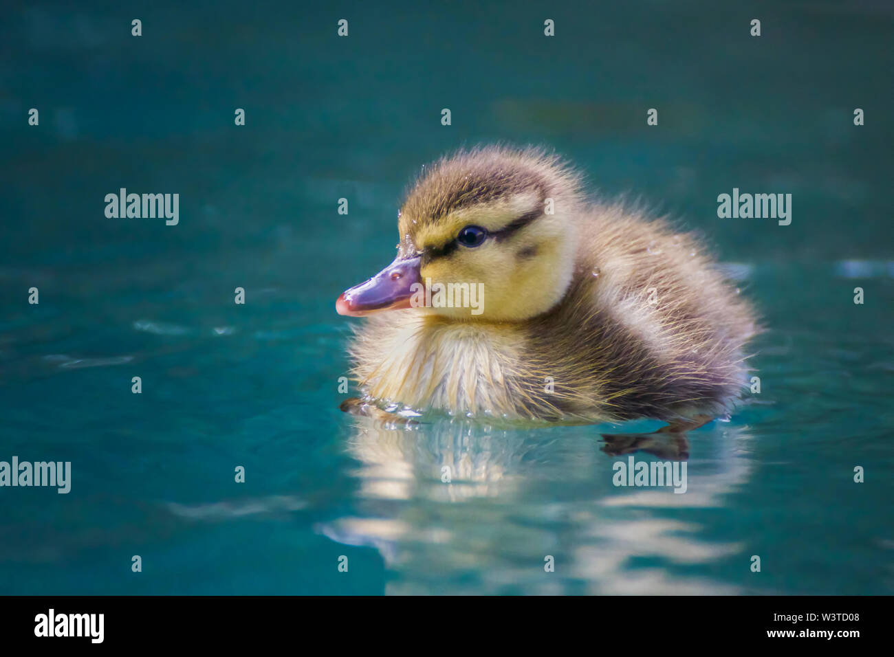 Baby Mallard Entlein mit gelben fuzzy Federn und glänzenden Schnabel schwebt im blauen Pool. Stockfoto