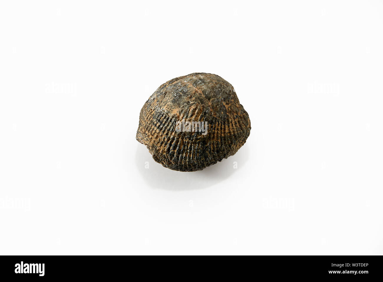 Sieberella, fossile Proben. Stockfoto