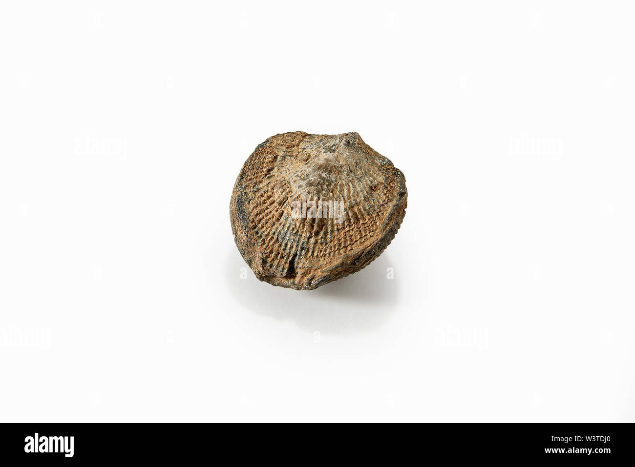 Sieberella, fossile Proben. Stockfoto