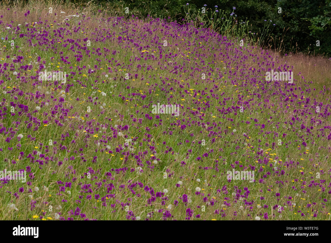 Betony (gemeinsame Hedgenettle), die in den Yorkshire Landschaft. Es ist mit ranunkeln und Löwenzahn Samen Köpfen durchsetzt. Stockfoto