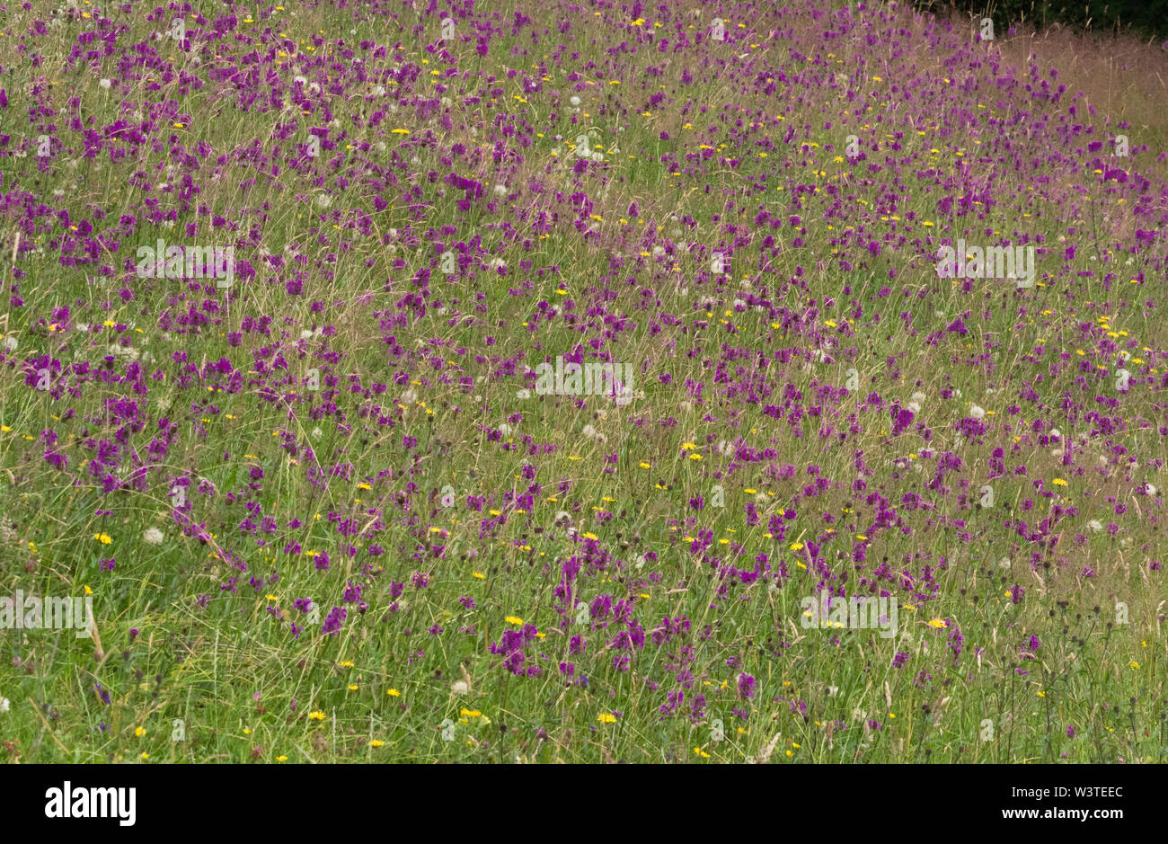 Betony (gemeinsame Hedgenettle), die in den Yorkshire Landschaft. Es ist mit ranunkeln und Löwenzahn Samen Köpfen durchsetzt. Stockfoto