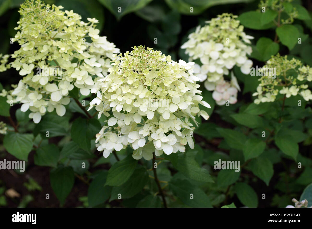 Hydrangea paniculata Hercules blüht im Garten. Blume Hortensie close-up. Blüte einer wunderschönen Hydrangea. Stockfoto