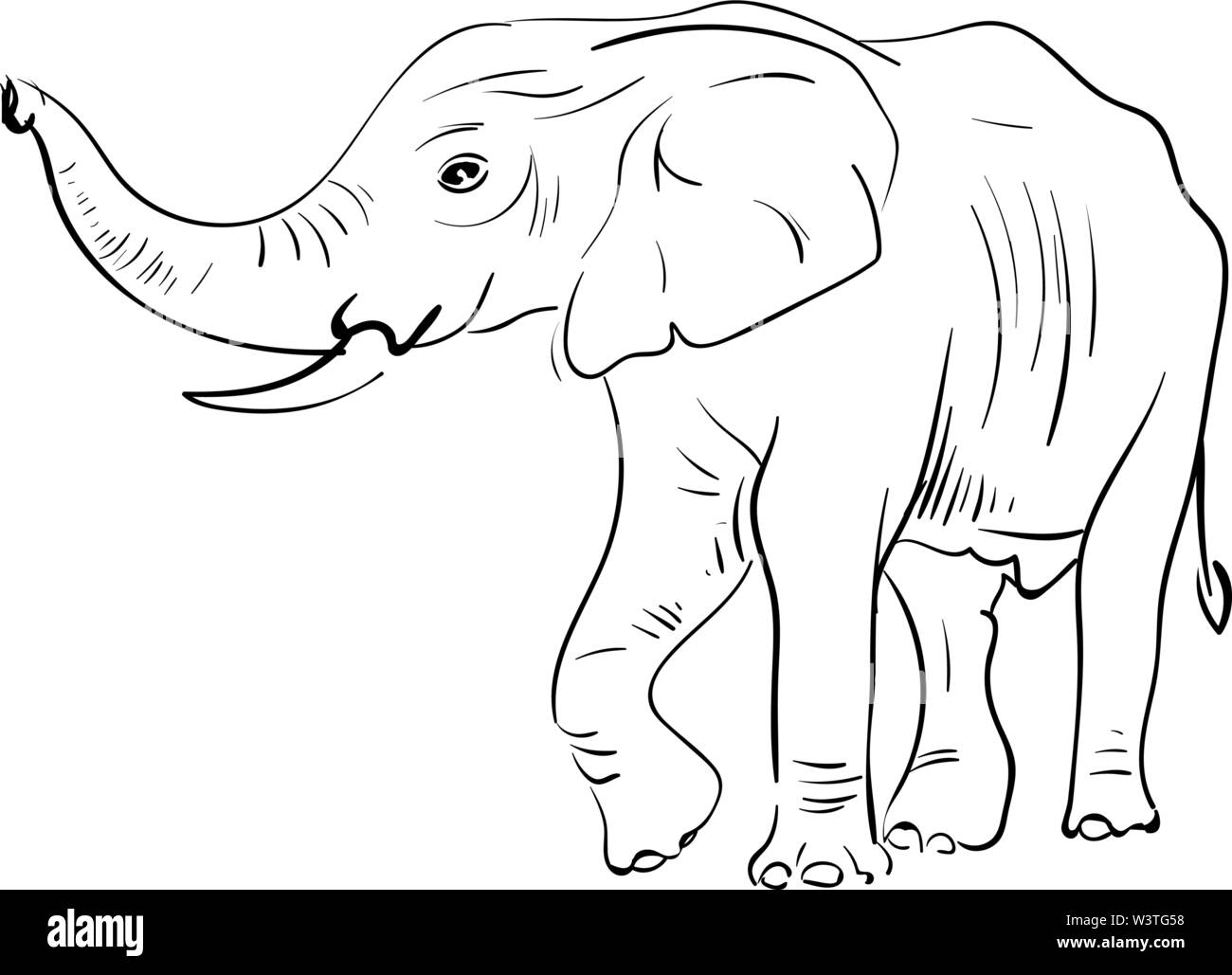 Eine ordentliche Skizze eines Elefanten in einem Papier, Vector, Farbe, Zeichnung oder Abbildung. Stock Vektor