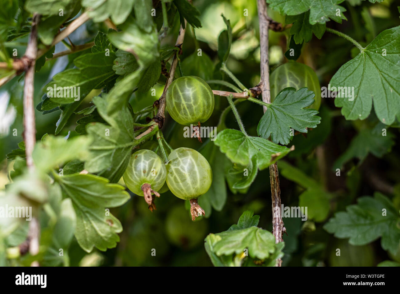 Grüne frische Stachelbeeren am Strauch Stockfoto