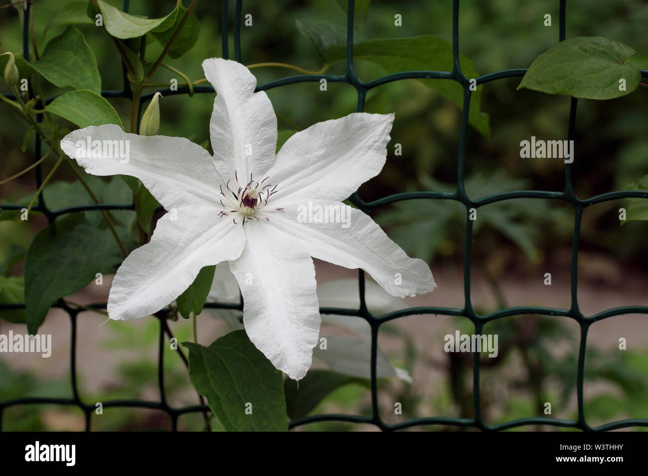 Schönen Sommer Blumen in einem vertikalen Garten Gartenbau. Blumen Clematis Sorten Schöne Braut Stockfoto