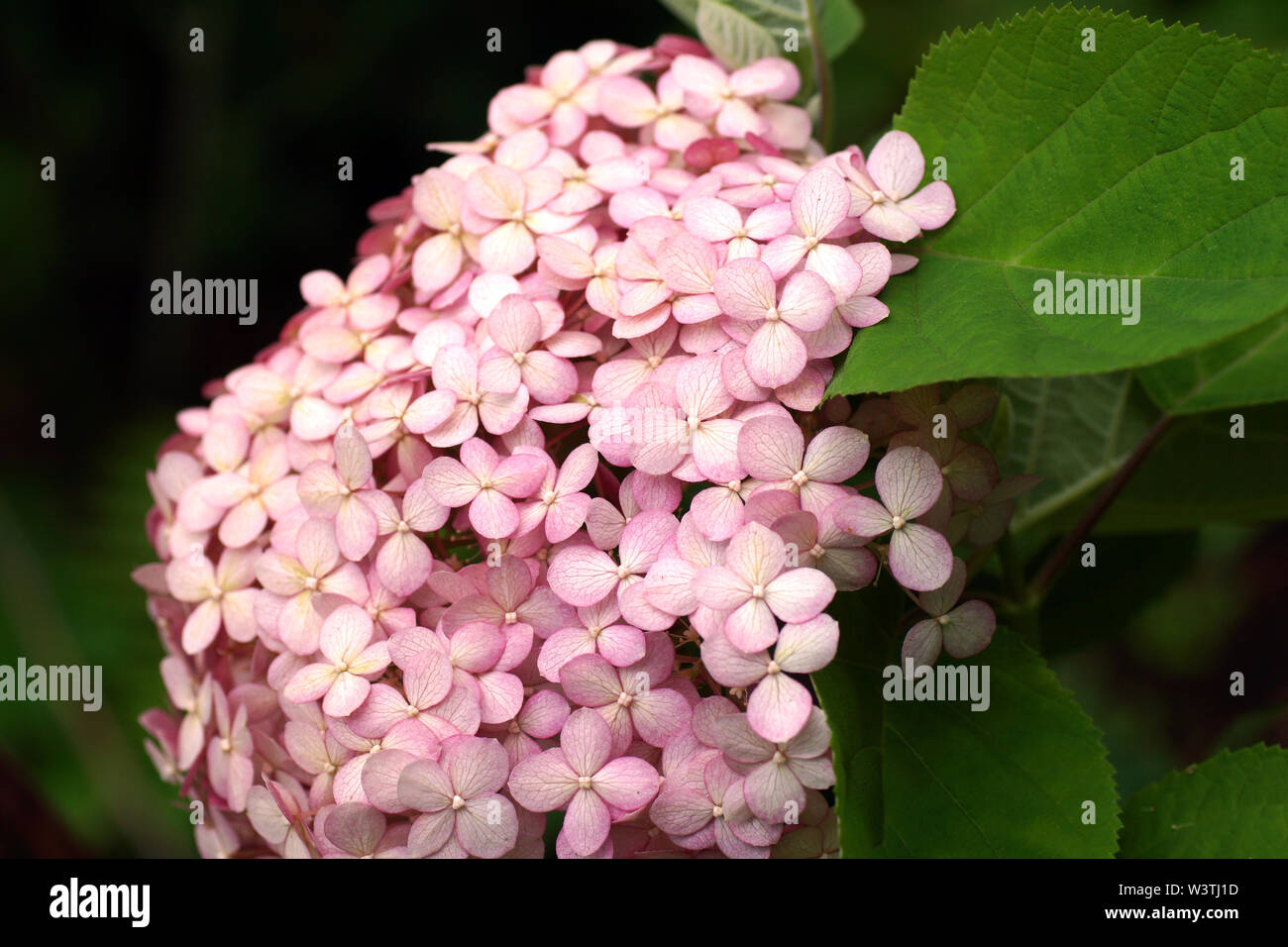 Hydrangea arborescens Annabelle Incrediball Erröten oder Sweet Pink corymb. Blume Nahaufnahme. Stockfoto