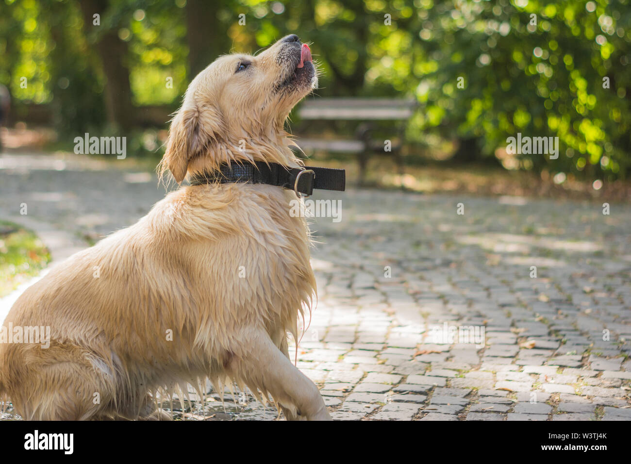 Golden Retriever ist fertig nach Spielen im Wasser zu springen Stockfoto