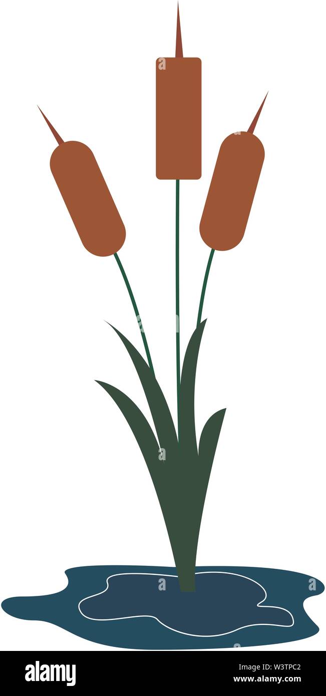 Schilf durch das Wasser, Illustration, Vektor auf weißem Hintergrund. Stock Vektor