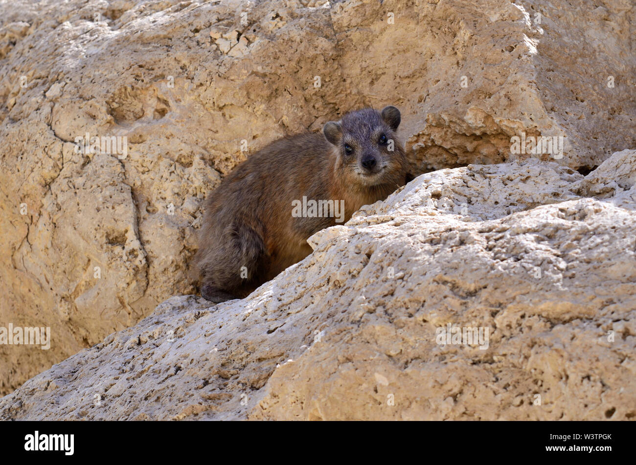 Klippschliefer entspannen in einem schattigen Plätzchen auf einem Felsen beobachten Wanderer vorbei auf der unteren Nachal David Wanderweg zum Wasserfall, En-gedi Nationalpark Stockfoto