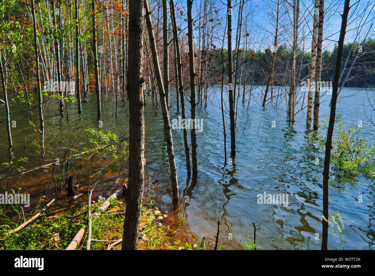 Sommer Landschaft am Ufer eines See mit klaren transparenten blauen Wasser. Stockfoto