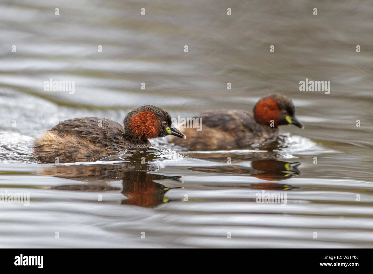 Zwergtaucher, Zwergtaucher (Tachybaptus ruficollis) Stockfoto