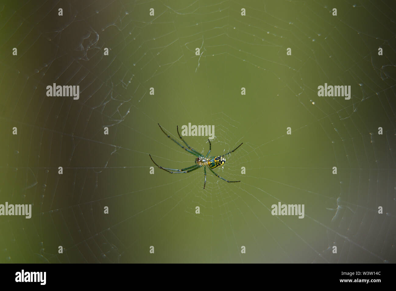 Closeup unter Seite der Orchard Spider auf seiner Web Stockfoto