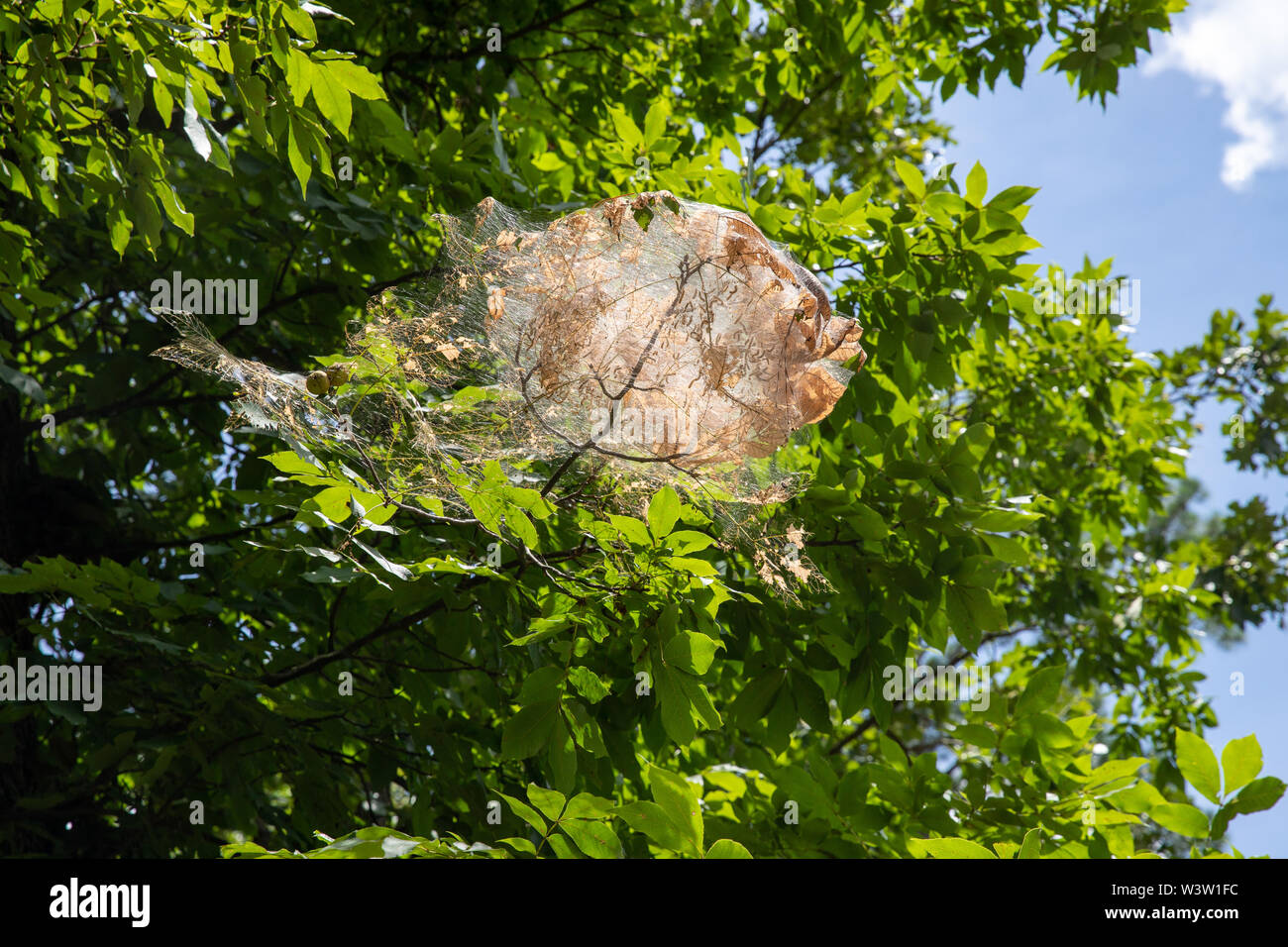 Nest im Herbst webworms in einem Baum gesponnen, mit Gurtband, Blätter, und Raupen Stockfoto