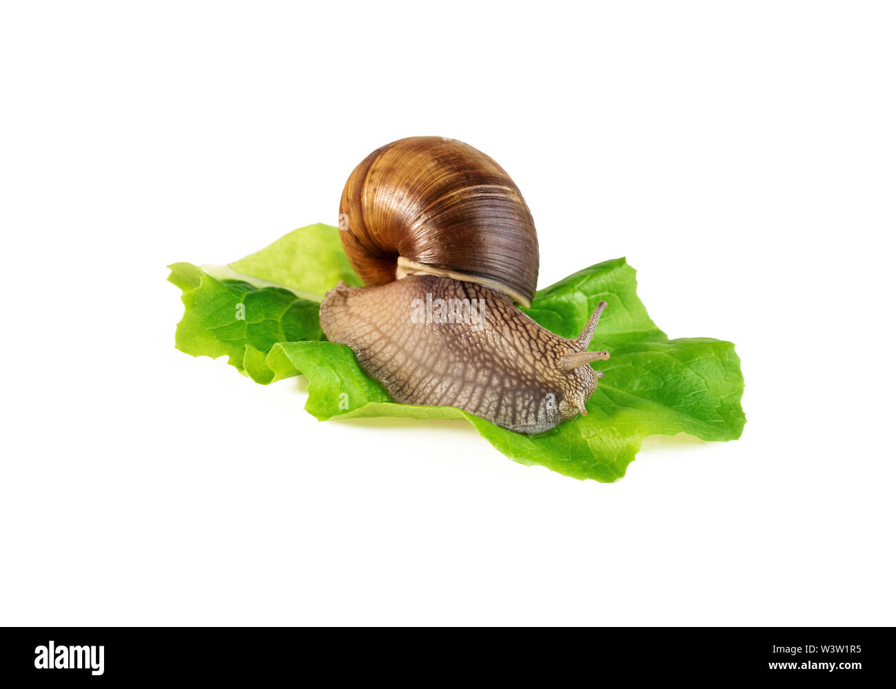 Schnecke auf Salatblatt Schnecke Kontrolle der Garten Schädlinge Stockfoto