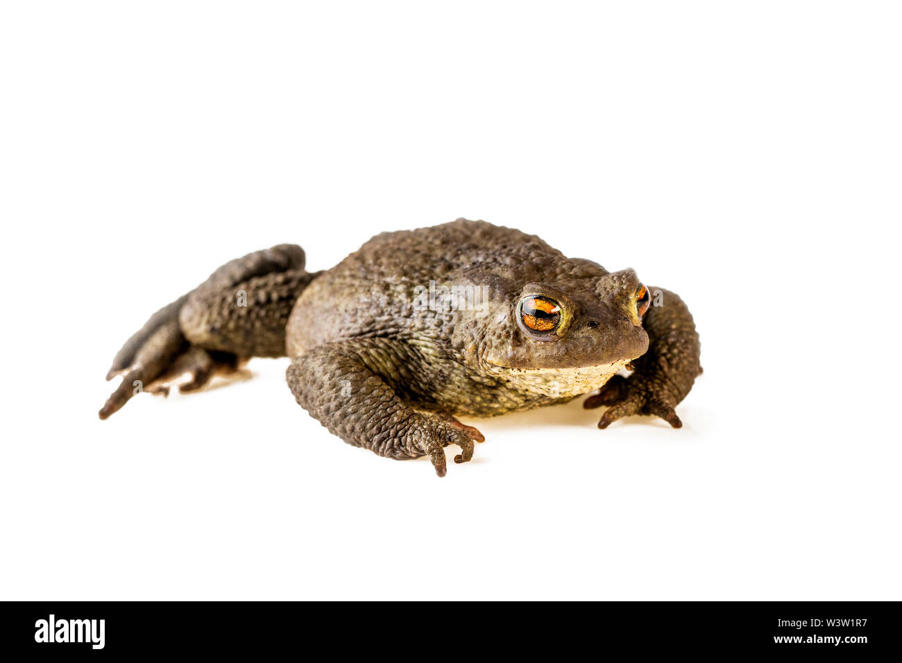 Erdkröte Bufo bufo auf weißem Hintergrund Stockfoto