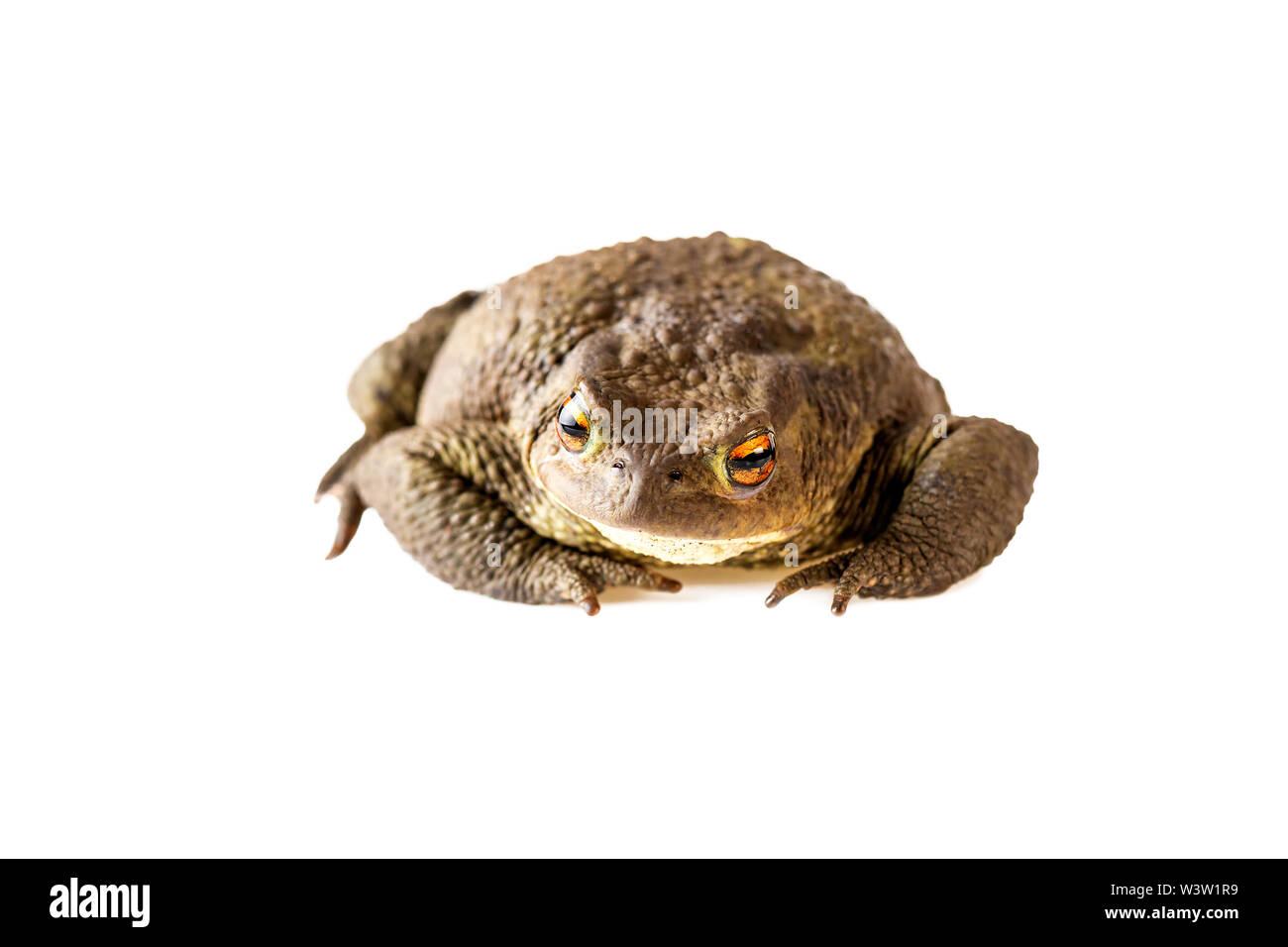 Toad oder erdkröte Bufo bufo auf weißem Hintergrund Stockfoto