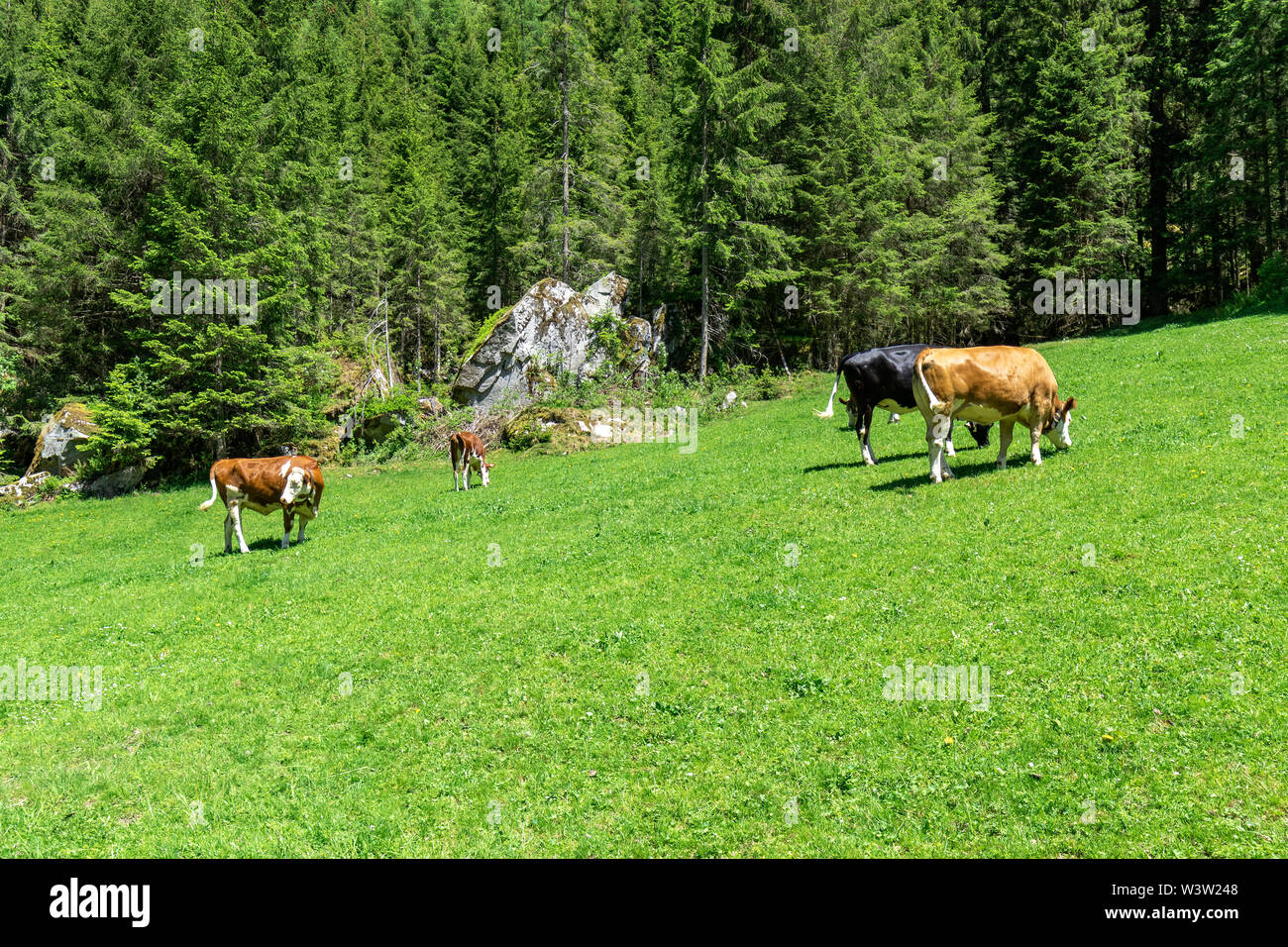 Grasende Kühe auf Bergwiese, Österreich, Region Tirol Stockfoto Grasende Kühe auf Bergwiese, Österreich, Region Tirol Stockfoto