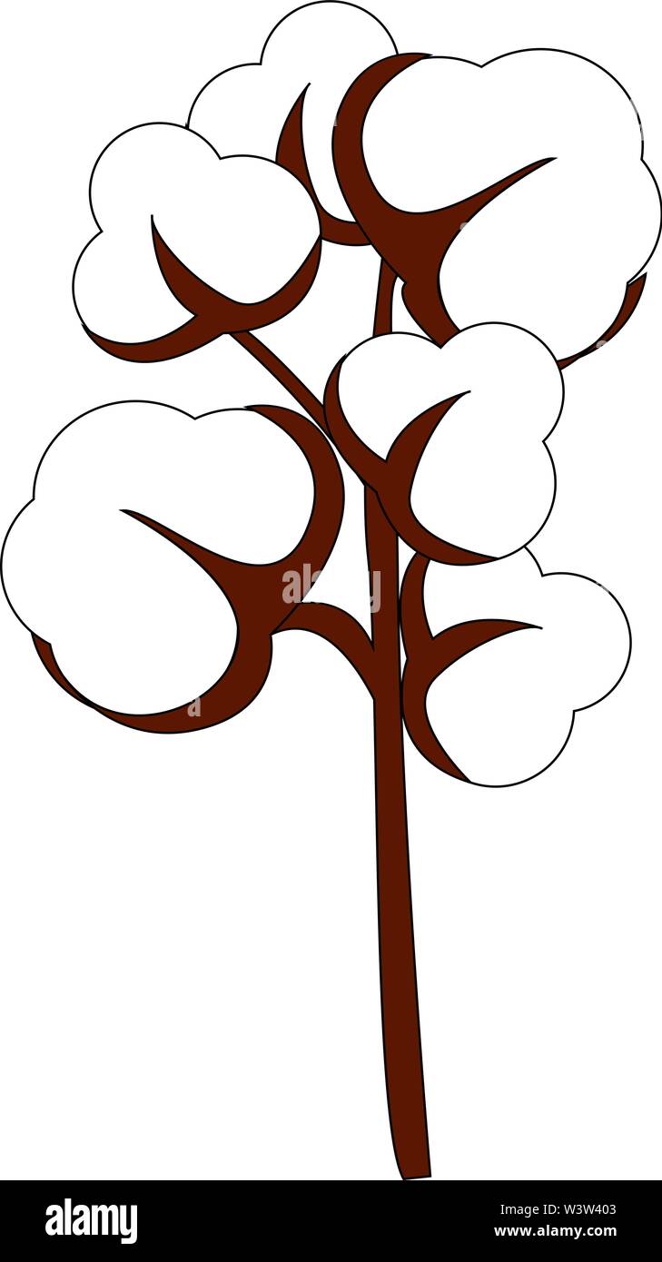 Baumwolle, Zeichnung, Illustration, Vektor auf weißem Hintergrund. Stock Vektor