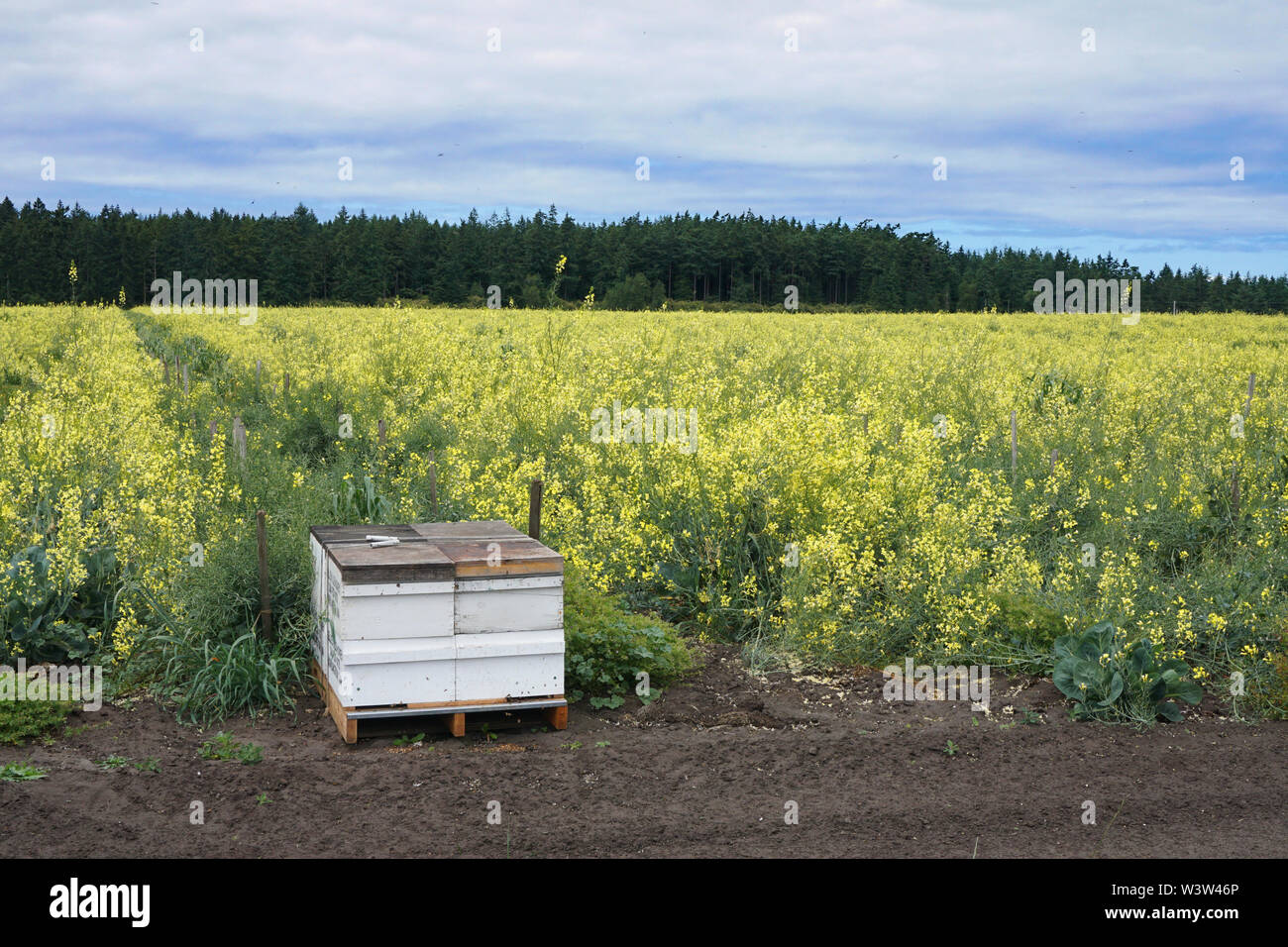 Kommerzielle Bienenstock am Rande einer blühenden Feld Stockfoto