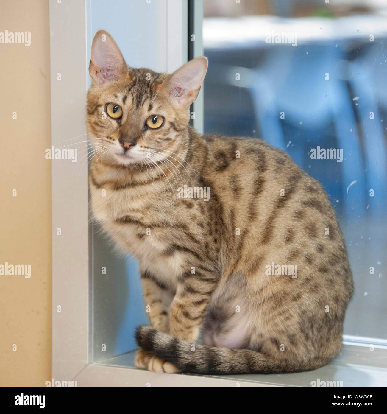 Katzen in einem No Kill Tierstation pound Tierheim untergebracht. Stockfoto