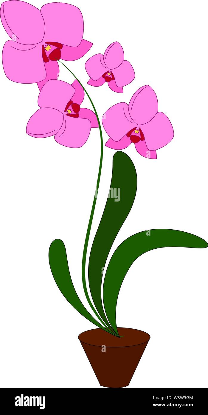Pink Orchid Flower, Illustration, Vektor auf weißem Hintergrund. Stock Vektor