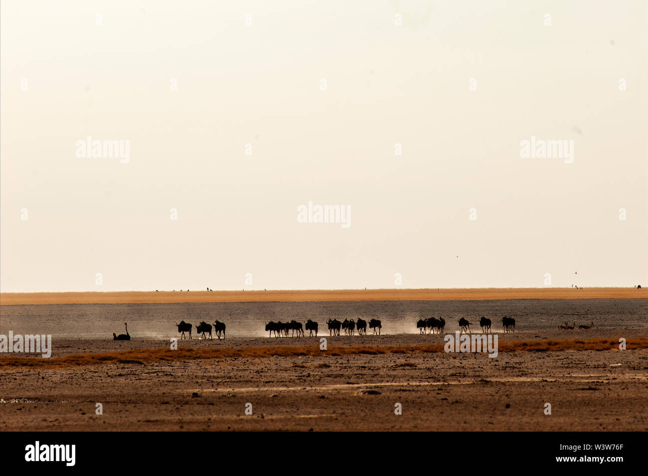 Gnus der trockenen Etosha Pfanne Kreuzung in der Hitze des Mittags, Etosha National Park, Namibia Stockfoto