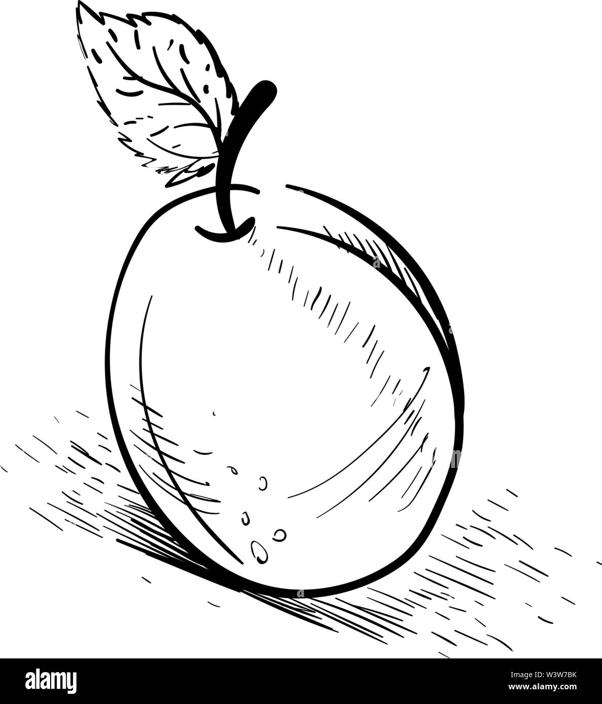 Aprikose Zeichnung, Illustration, Vektor auf weißem Hintergrund. Stock Vektor