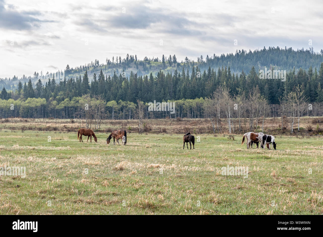 Pferde auf dem Stoney Indischen finden am Morley, Alberta, Kanada Stockfoto