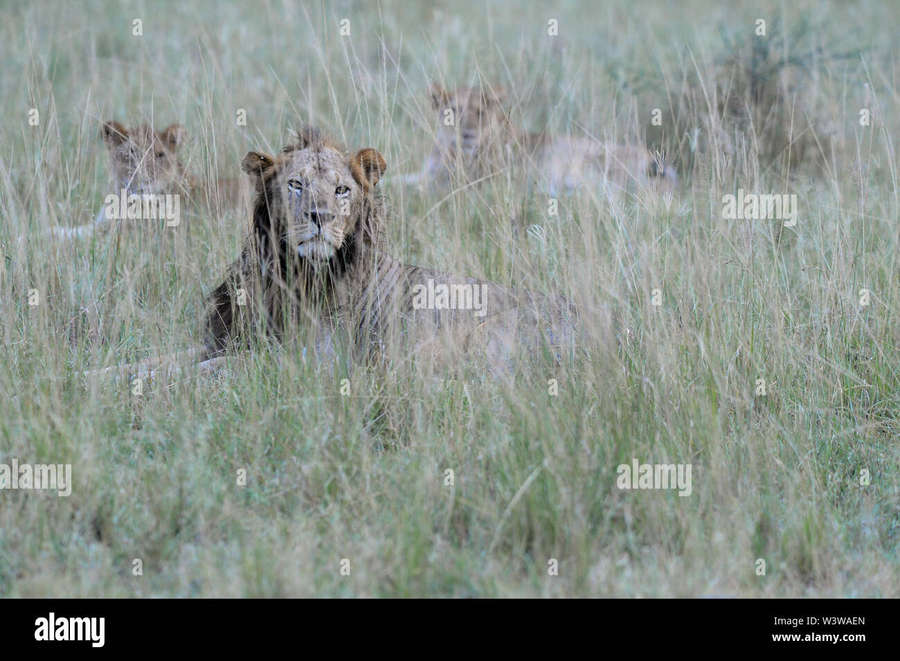 Lions gesehen, Paarung, Gähnen und schlafen in der Serengeti Nationalpark in Tansania, Afrika im Juni 2019. Stockfoto